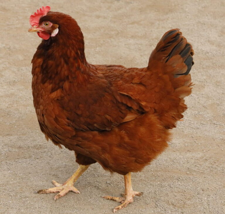 鶏の飼い方①…鶏の種類（チャボや烏骨鶏等）を大きさや鳴き声、寿命等で徹底的に比較！飼いやすいニワトリは？ | Hacks
