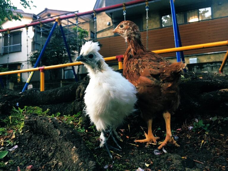 鶏の飼い方 鶏小屋の作り方と 鶏小屋を作るに当たって注意すること Hacks