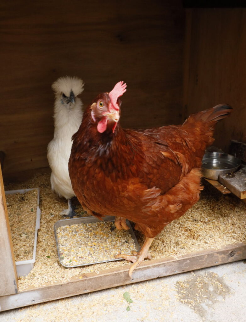 鶏の飼い方 主な鶏の飼い方と飼育費用 エサ代 鶏の鳴き声や臭いについて Hacks