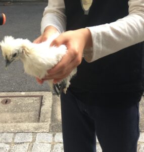 鶏の飼い方 烏骨鶏 うこっけい とは にわとりとの違い 飼いやすいのはどっち 成長や鳴き声 卵の違い Hacks