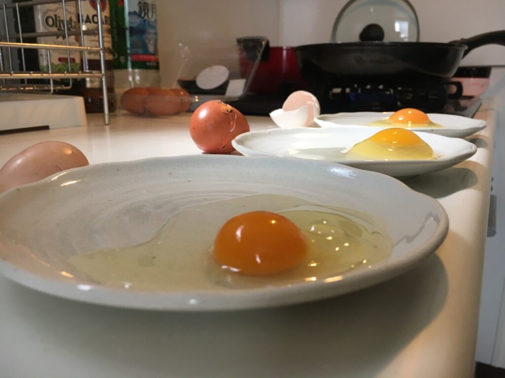 市販の卵と自宅で飼育している鶏、烏骨鶏の卵の白身と黄身の厚みの比較