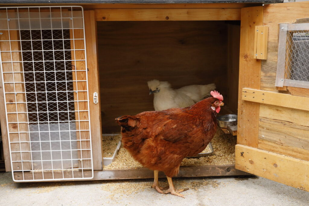 鶏の飼い方 鶏小屋の作り方 と 屋外で鶏を飼う時に注意したこと Hacks