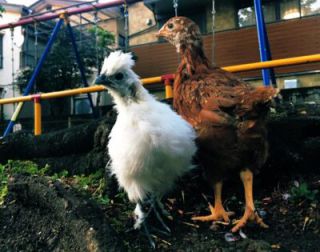 鶏の飼い方 鶏が心地よい環境 生活リズムとは 餌やお散歩 砂浴び等のお世話 Hacks